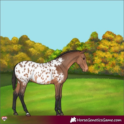 Horse Color:Bay Appaloosa 
