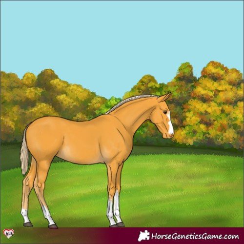 Horse Color:Palomino Varnish 