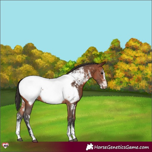 Horse Color:Bay Sabino Appaloosa 