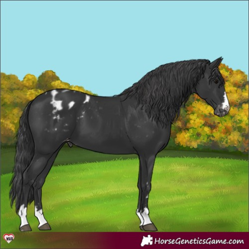 Horse Color:Black Appaloosa 
