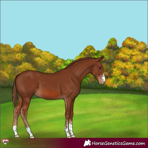 Horse Color:Chestnut Appaloosa 