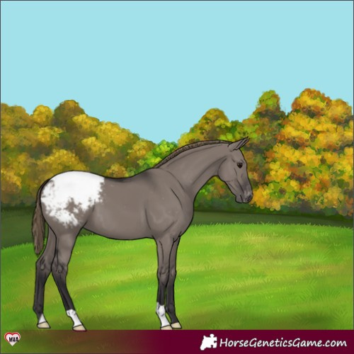 Horse Color:Smoky Grullo Varnish 