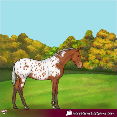 Horse Color:Silver Bay Near Leopard 