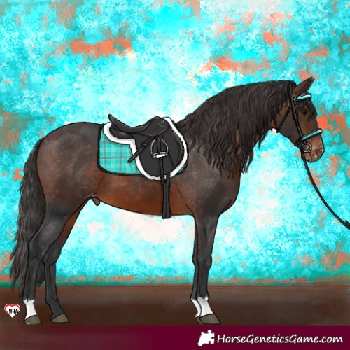 Horse Color:Brown Appaloosa 