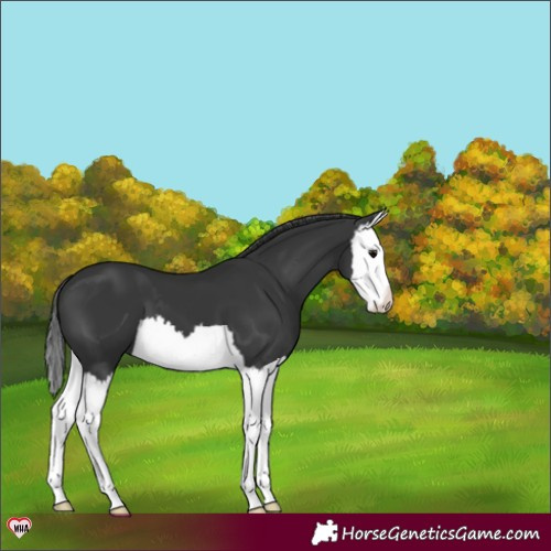 Horse Color:Black Splash Varnish 