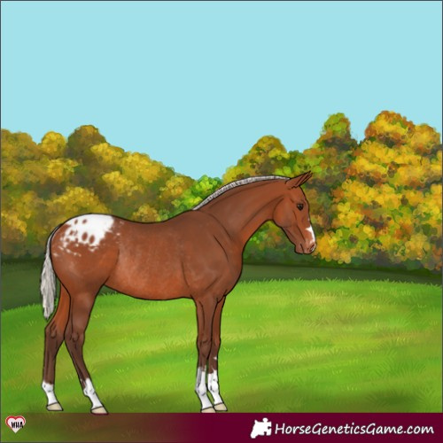 Horse Color:Silver Brown Blanket Rabicano 
