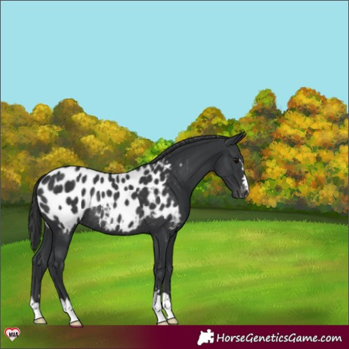 Horse Color:Black Near Leopard Rabicano 