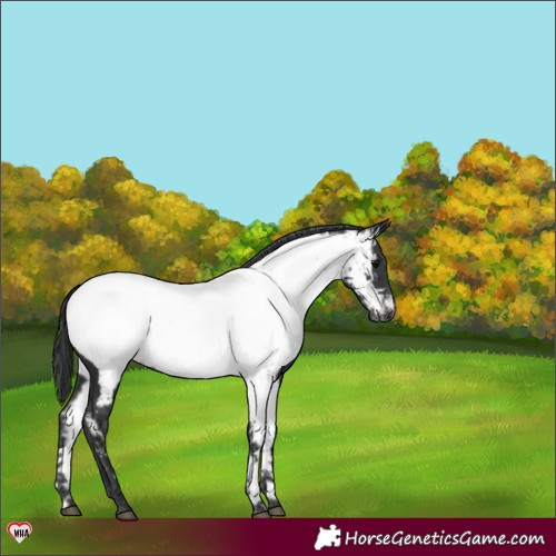 Horse Color:Black Near Fewspot 