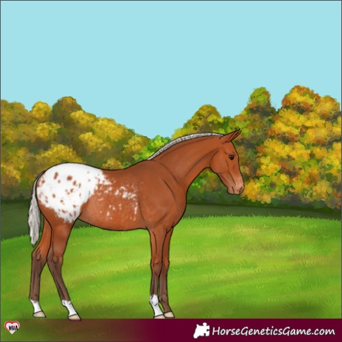 Horse Color:Silver Bay Blanket Rabicano 