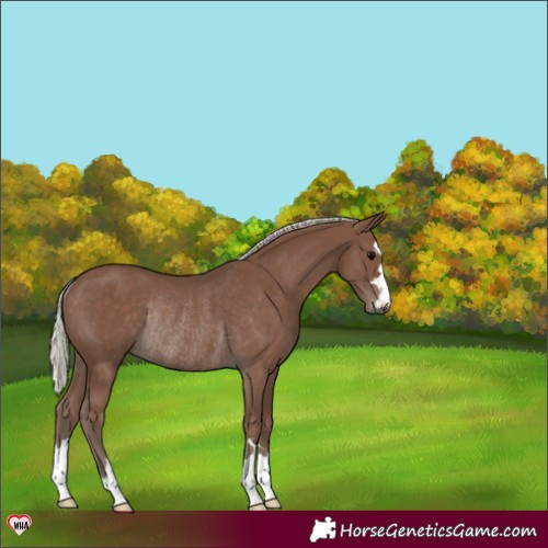 Horse Color:Silver Black Rabicano 