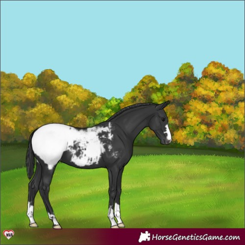 Horse Color:Black Appaloosa 