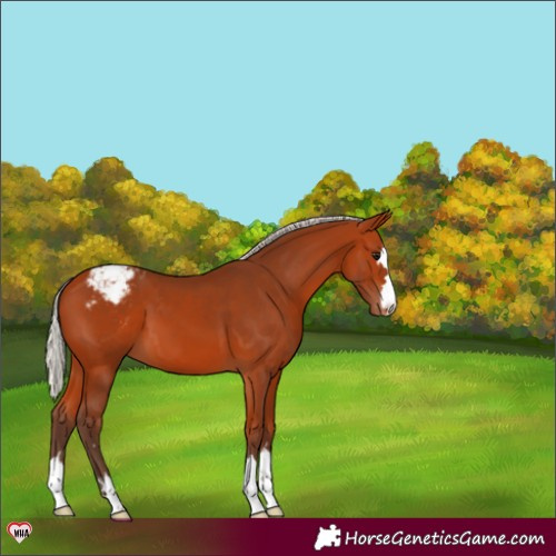 Horse Color:Silver Bay Varnish 