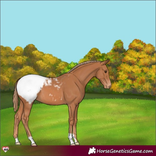 Horse Color:Chestnut Snowcap 