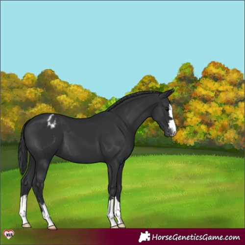 Horse Color:Black Appaloosa