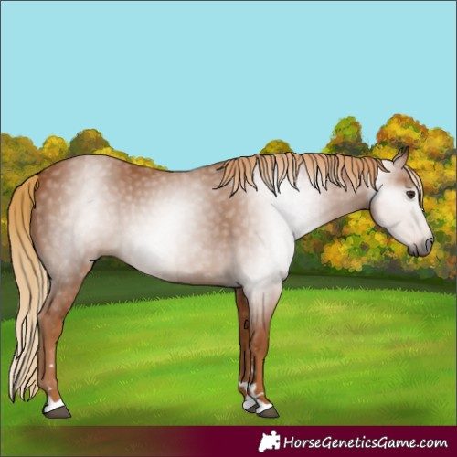Horse Color:Gray Chestnut 