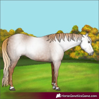 Horse Color:Gray Chestnut 
