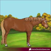 Horse Color:Gray Chestnut 
