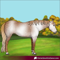 Horse Color:Gray Chestnut 