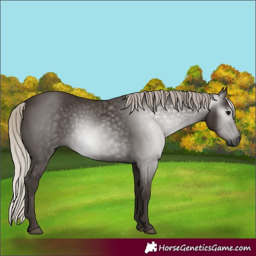 Horse Color:Gray Silver Black 