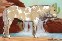 Horse Color:White Spotted Palomino Dun 