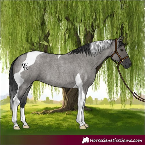 Horse Color:Grullo Roan Tobiano