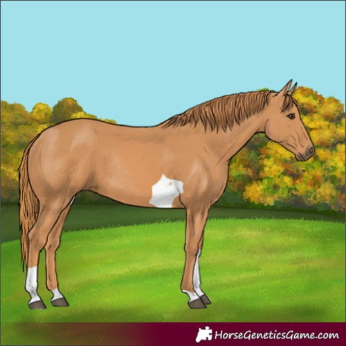 Horse Color:Chestnut Tobiano Rabicano 