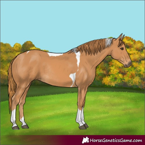 Horse Color:Chestnut Tobiano Rabicano 