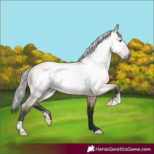 Horse Color:Gray Bay Roan Dun 