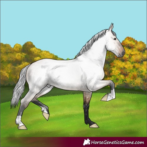 Horse Color:Gray Bay Roan Dun 