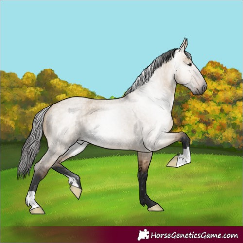 Horse Color:Gray Bay Roan Dun 