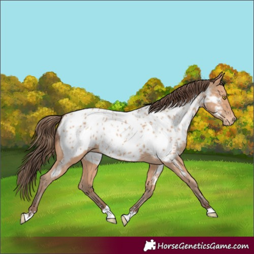 Horse Color:Amber Champagne Appaloosa 
