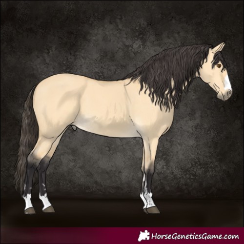 Horse Color:Buckskin Dun 