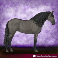 Horse Color:Grullo 