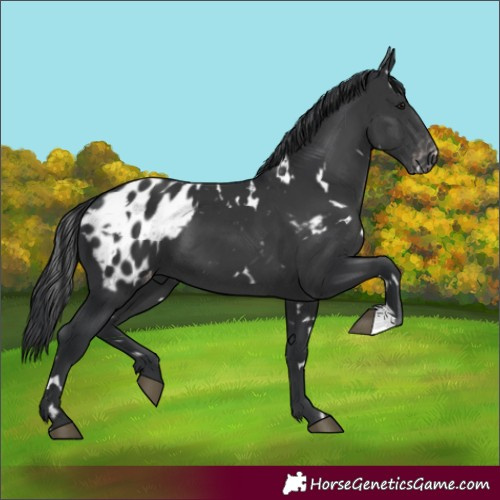 Horse Color:White Spotted Black Appaloosa