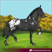 Horse Color:White Spotted Black Appaloosa 