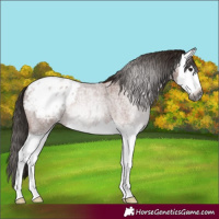 Horse Color:Gray Bay Roan Splash Appaloosa