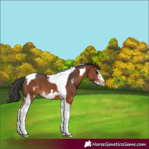 Horse Color:Brown Tobiano Frame Varnish 
