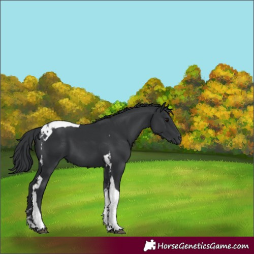 Horse Color:Black Tobiano 