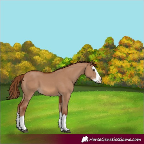 Horse Color:Red Dun Splash 