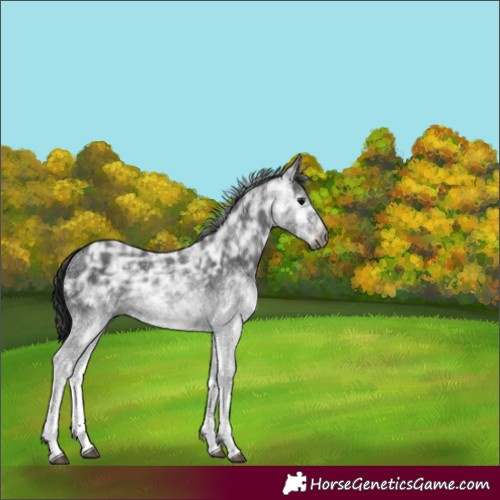 Horse Color:Gray White Spotted Black Ice Rabicano 