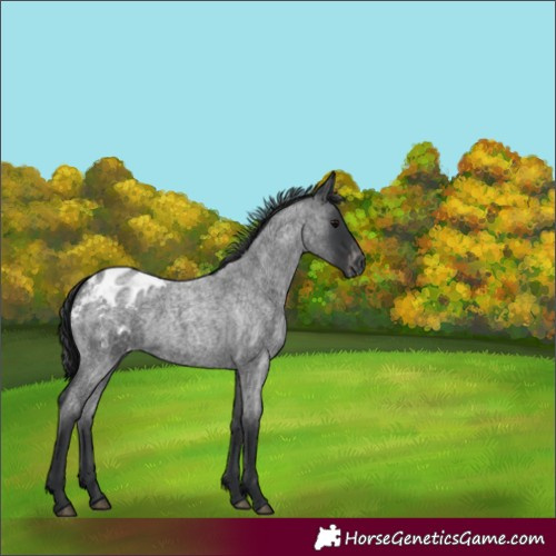 Horse Color:Blue Roan Appaloosa 