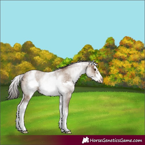 Horse Color:White Spotted Classic Champagne Splash Frame Rabicano 