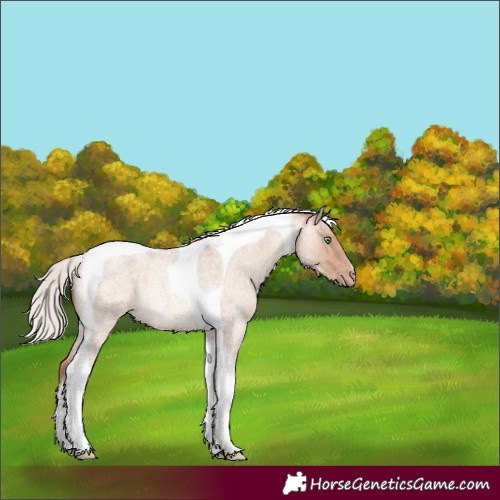 Horse Color:Silver Sable Champagne Roan Dun Tobiano Rabicano 