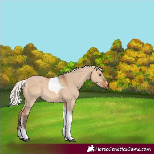 Horse Color:Silver Bay Dun Sabino Tobiano Rabicano 