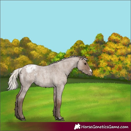 Horse Color:Silver Grullo Roan Appaloosa 