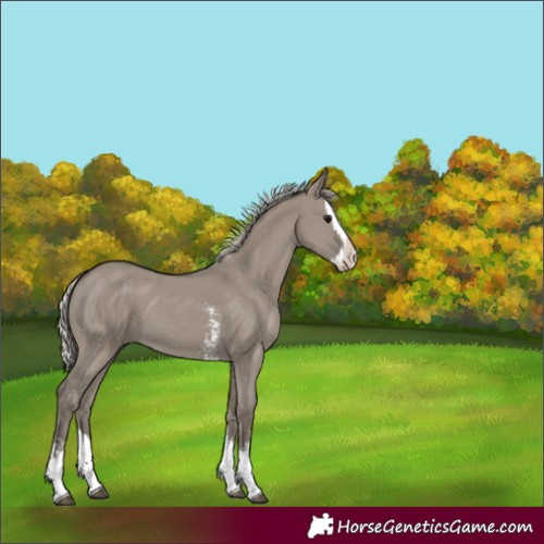 Horse Color:Silver Grullo Sabino Splash 