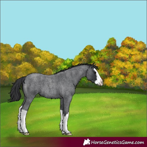 Horse Color:Blue Roan Splash 