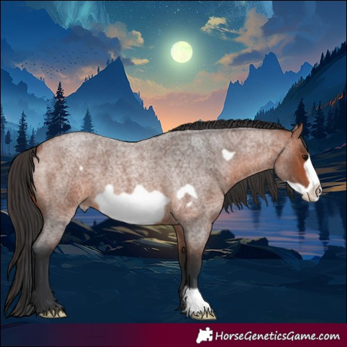 Horse Color:Bay Roan Frame 