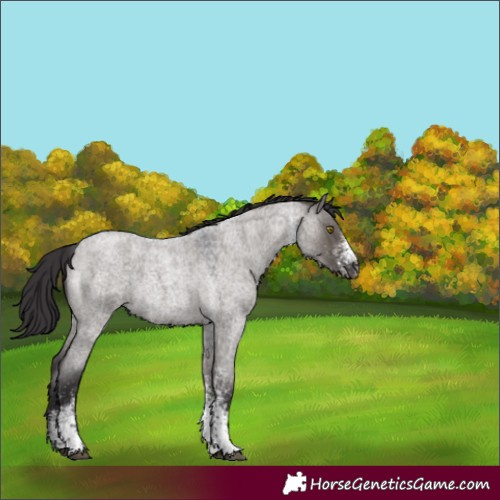 Horse Color:White Spotted Smoky Grullo Roan 