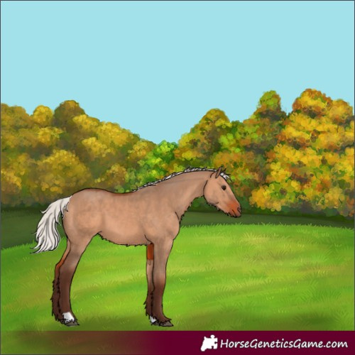Horse Color:Silver Brown Dun 